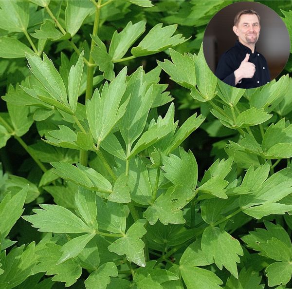 Lipstikka "Maggie Plant"